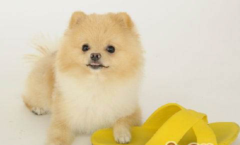 是宠物饲养的一个重要前提