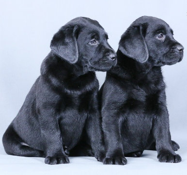 **金毛、拉布拉多和比格犬在解救狗肉车的过程中