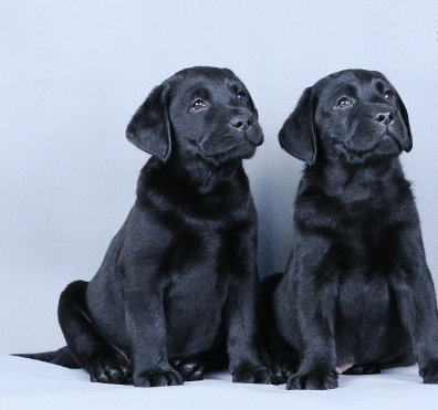 一只拉布拉多、一只金毛和一只法斗发现了疑似狗肉车的可疑车辆