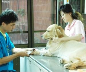 龙龙 迪迪 可可 毛豆 多多 诺诺 小白 大圣 仔仔 丢丢 路路 路飞 阳阳