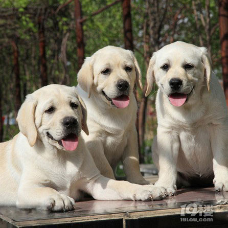 高超决定让这只爱吃的狗狗运动起来