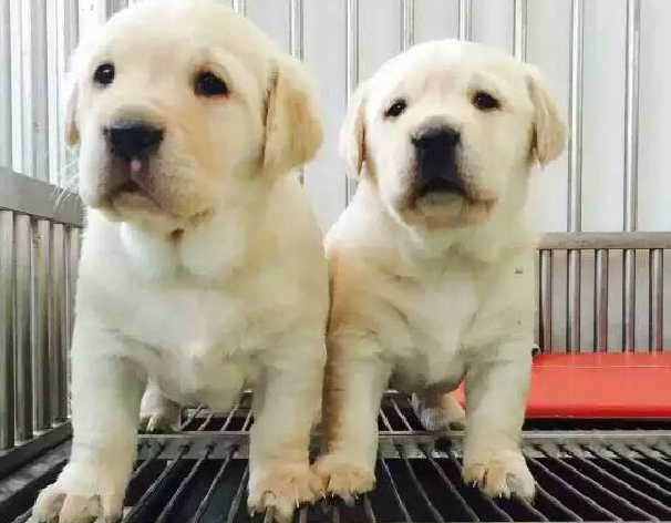 许多游客都难以抵挡诱惑