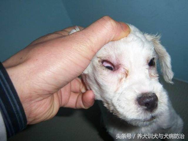 专家深入浅出地讲解了狂犬病的传播途径、犬只免疫程序及人畜共患病预防知识