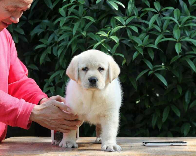 实际上却是一种充满灵气和萌态的小型犬种