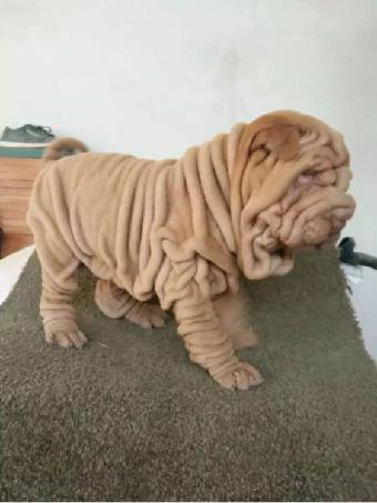 根据联盟采购地区公布吻合器等三类医用耗材集中带量采购协议期满联盟地区接续采购中选结果显示