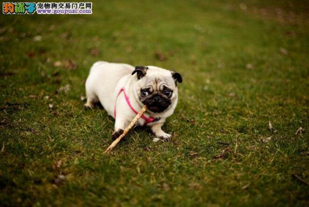 有条件的可以带宠物去附近宠物医院做个简单体检